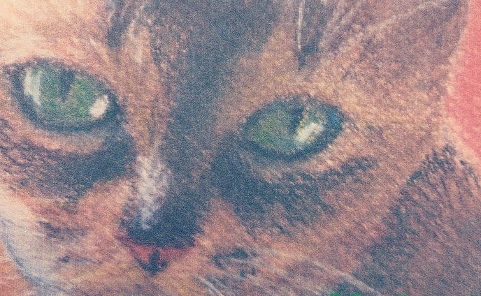 見つめる猫