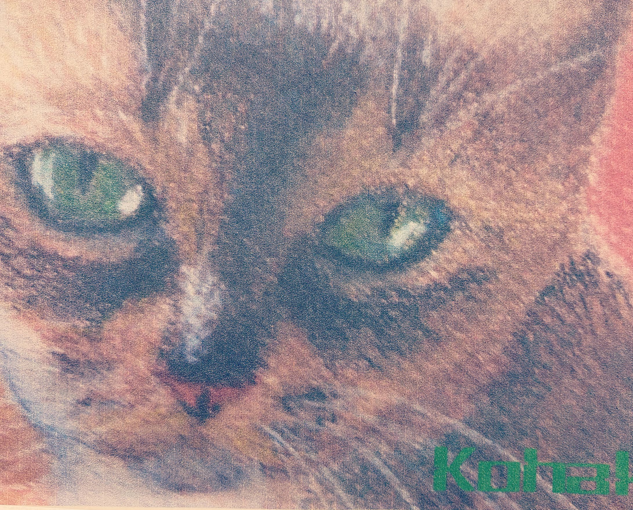見つめる猫-1