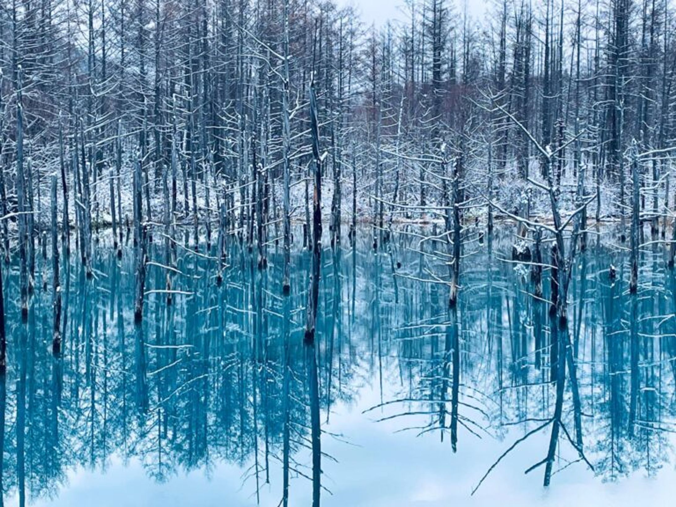 神秘的…こんなに青い水はいったいどこから！？　実は、偶然生まれた“観光名所”だった　北海道「白金青い池」の秘密-1
