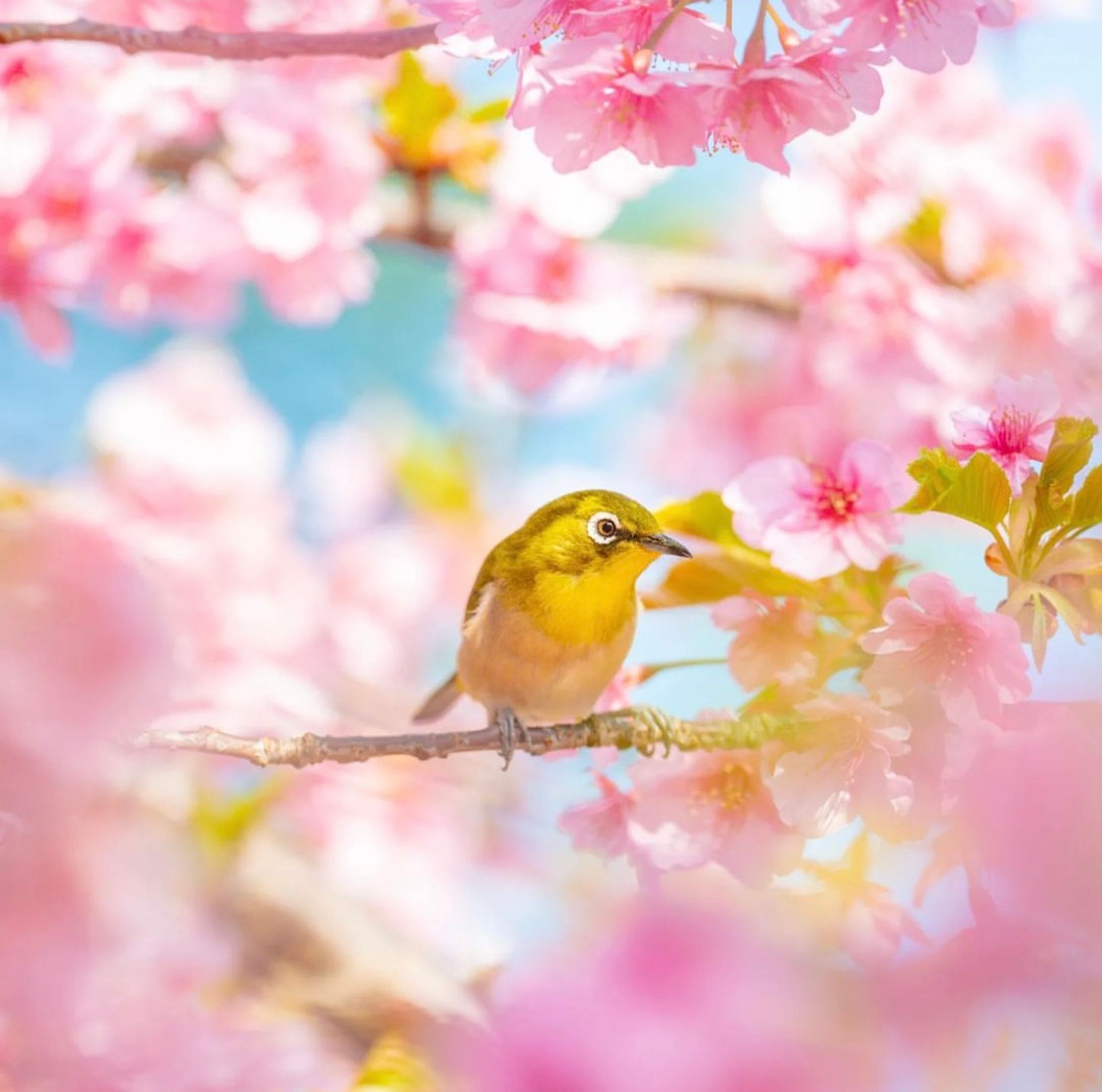 春をひとくち-1