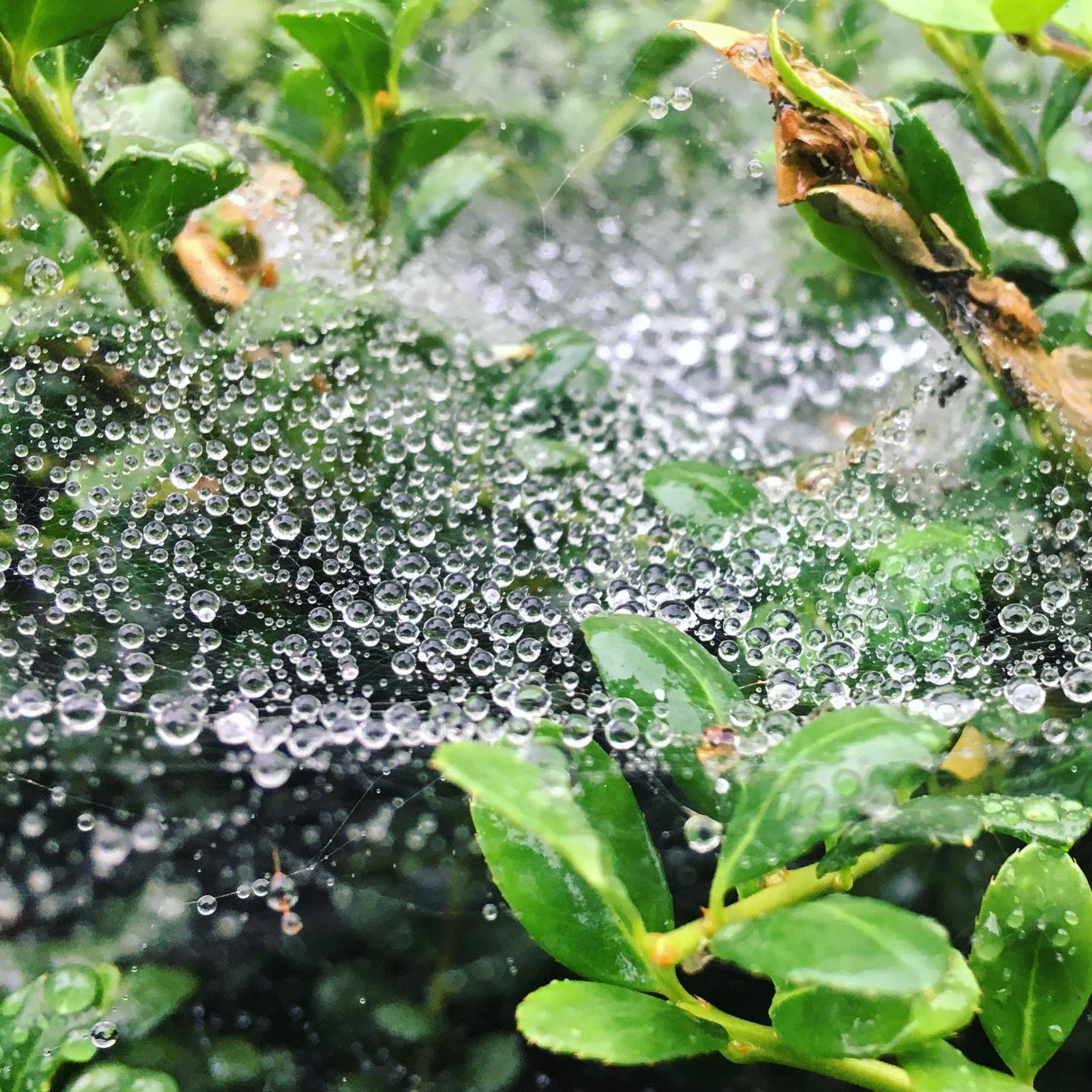 雨粒

#雨 #雨粒 #雨の日 #蜘蛛の巣 #葉 #水滴 #ファインダー越しの私の世界 #rainyday #rainy_drops #water_drops-1