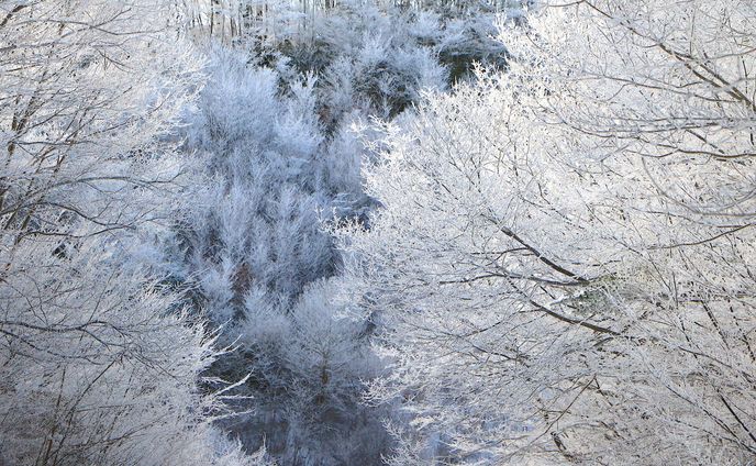 第10回 穂っとネット東三河フォトコンテスト 市町村奨励賞（豊根村）作品「冬桜の並木道」