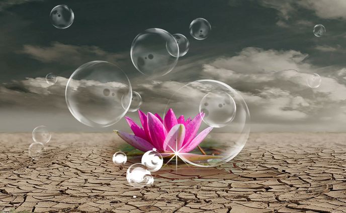 蓮と砂漠コラージュ