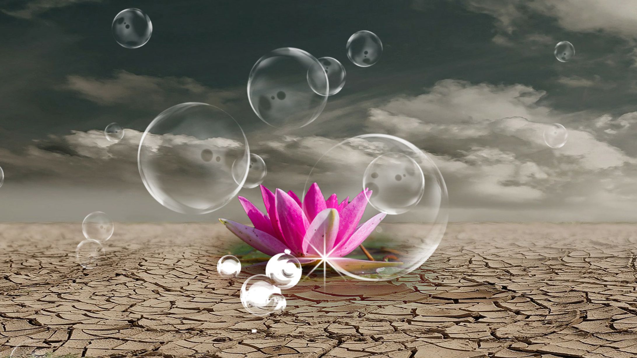 蓮と砂漠コラージュ-1