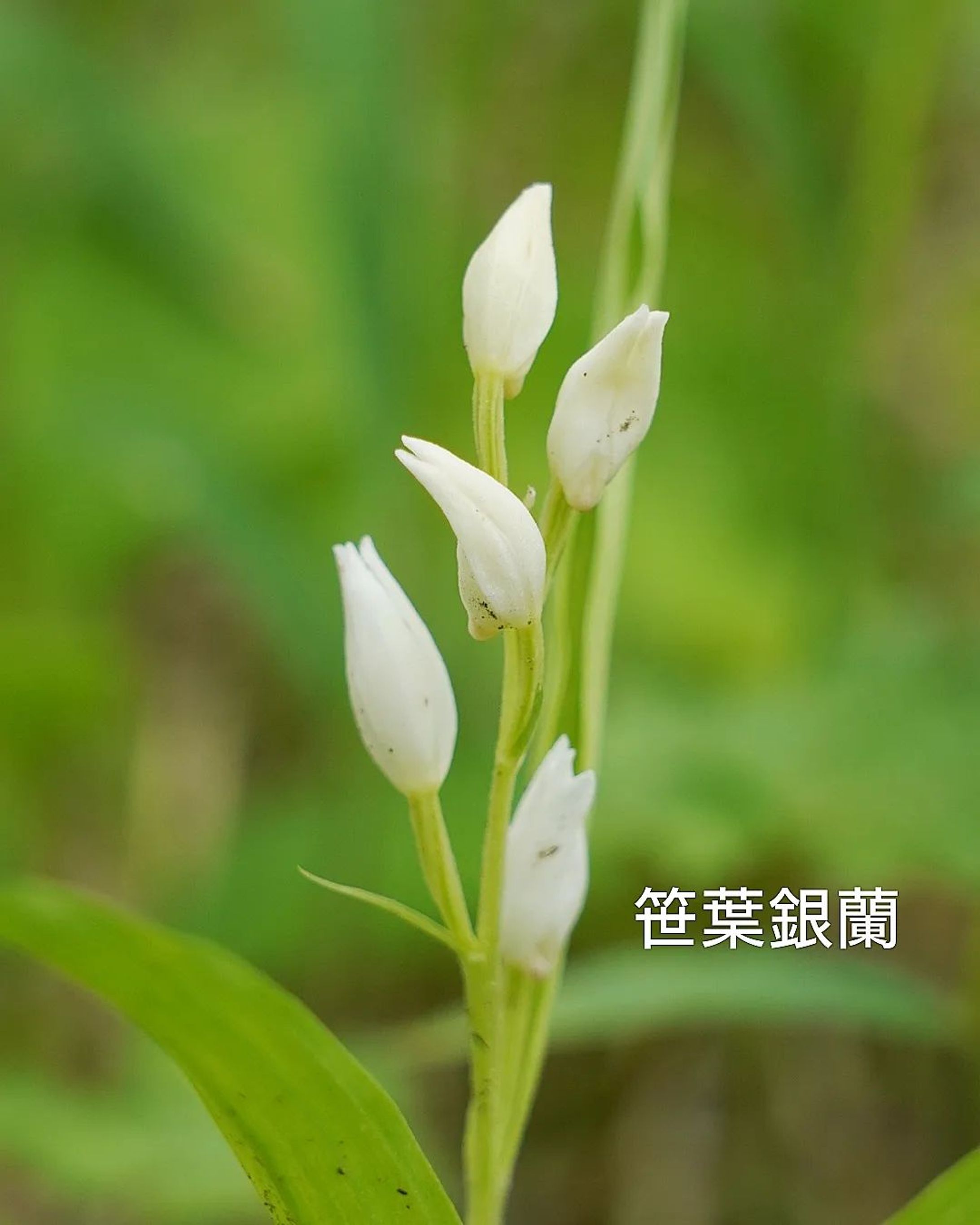 笹葉銀蘭
sasaba ginran
altitude 1400m

#team_jp_flower
#flowerpic #flowermagic #flowerpassion #flowerpower #flowerbeauty #gardenflowers #flowerphotography #flowerphoto #flowerlife #flowerlove #flowerloversdaily #flowerlovers #naturephotography #naturepic #nature_perfection #nature_obsession #nature_brilliance #natureshots #kokohana
#flowers_super_pics #flowers_nirvana #山野草 #flower_daily #flower_shotz #flower_igers #flower_perfection
#nb_nature_brilliance
#花フレンド-1