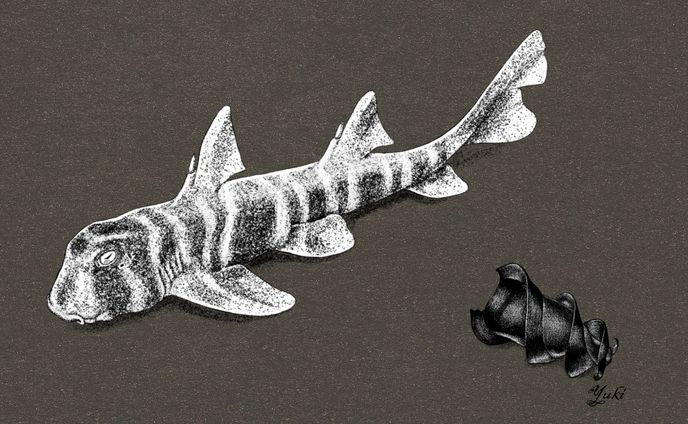 Marine Creature Post Card