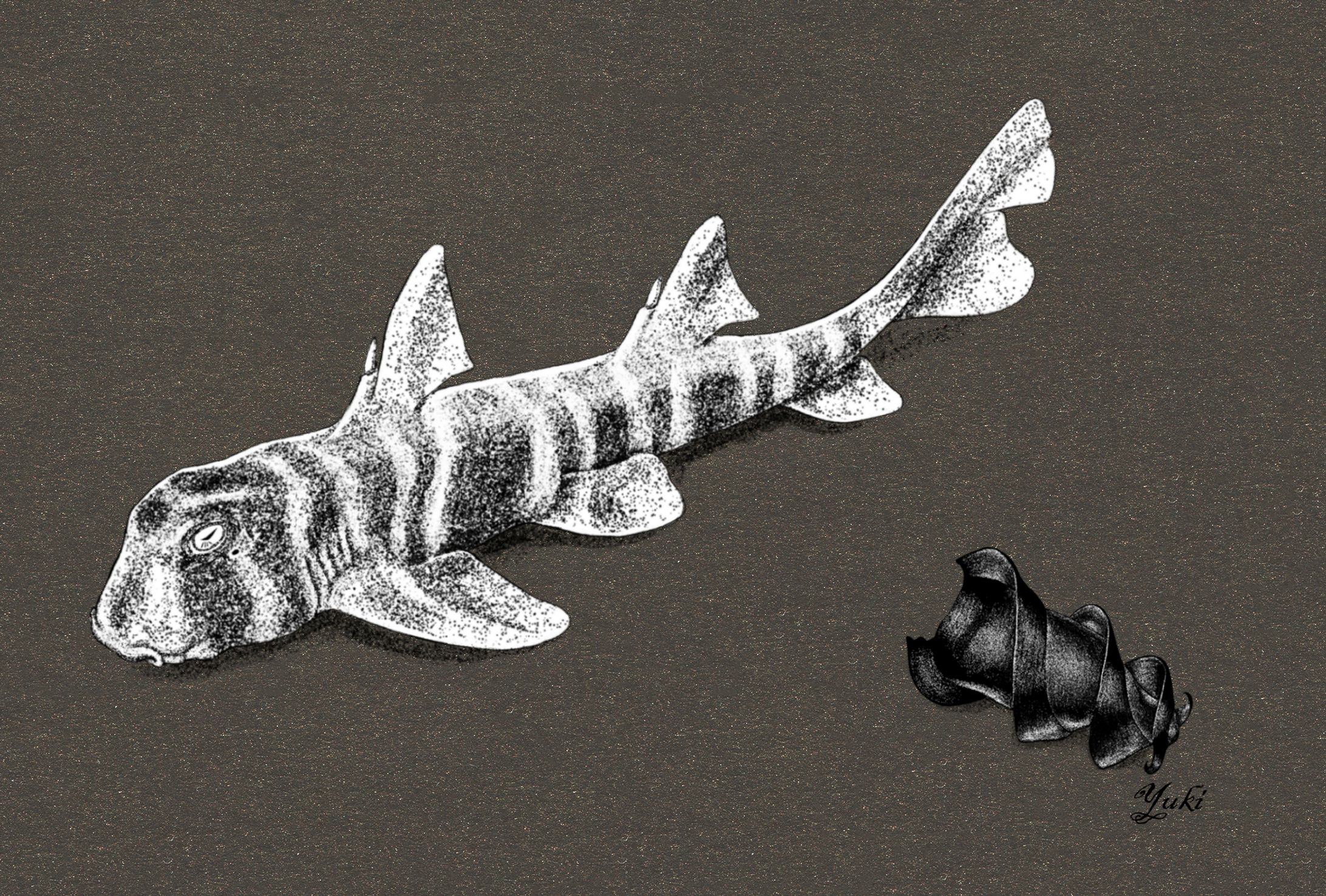 Marine Creature Post Card-1