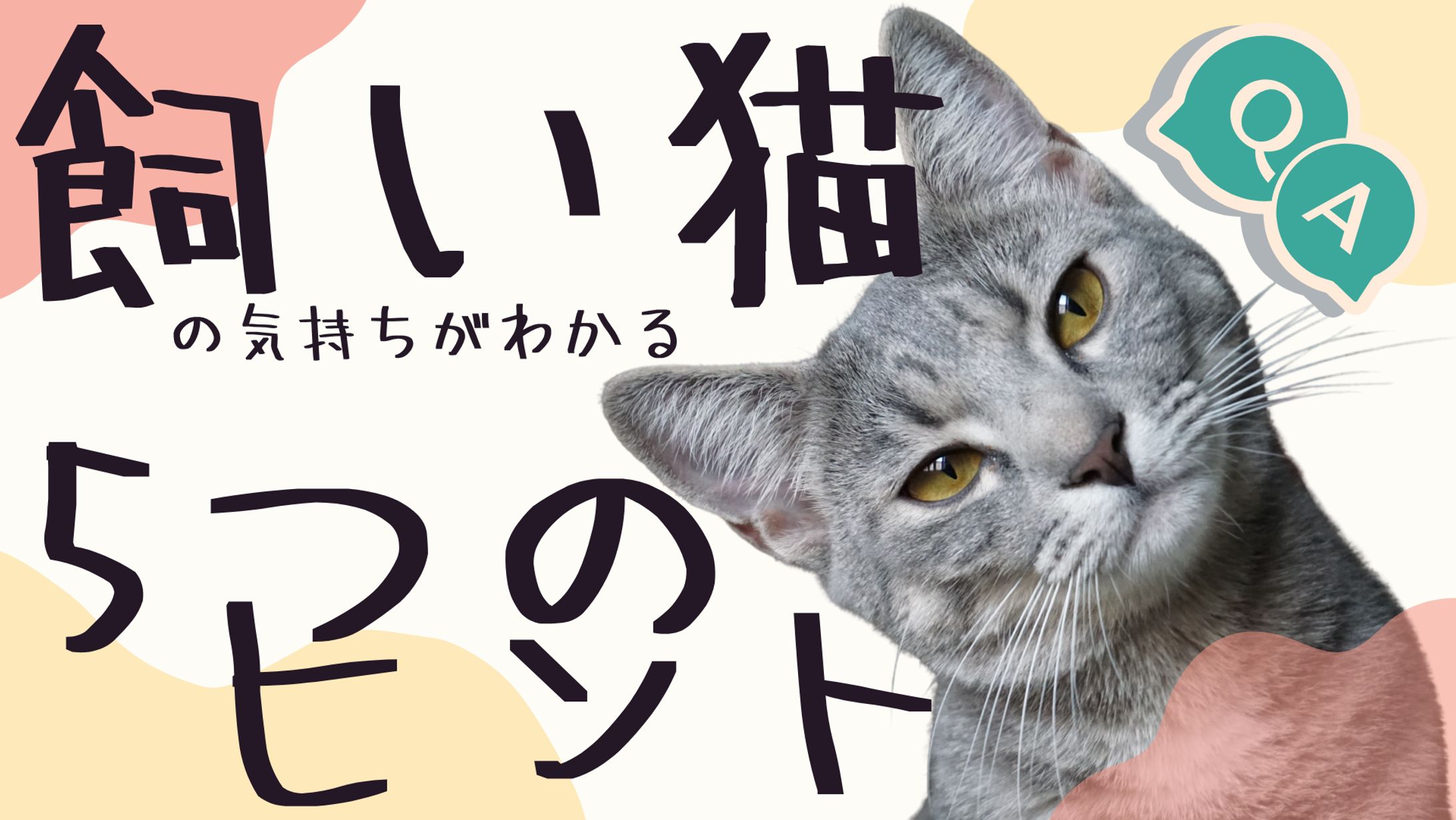 【アイキャッチ】猫の5つのヒント-1