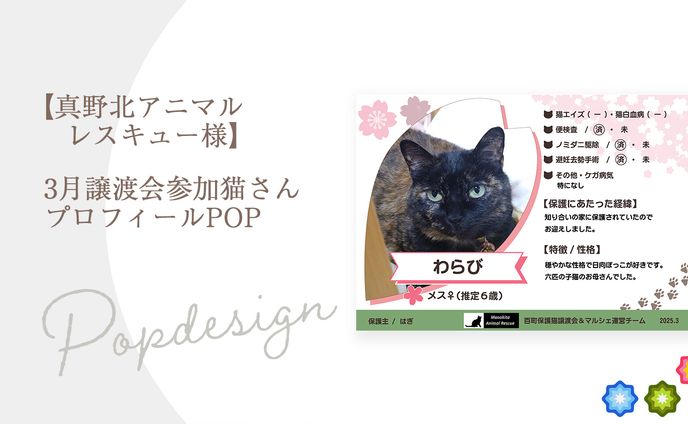 【真野北アニマルレスキュー様】3月譲渡会参加猫さんプロフィールPOP