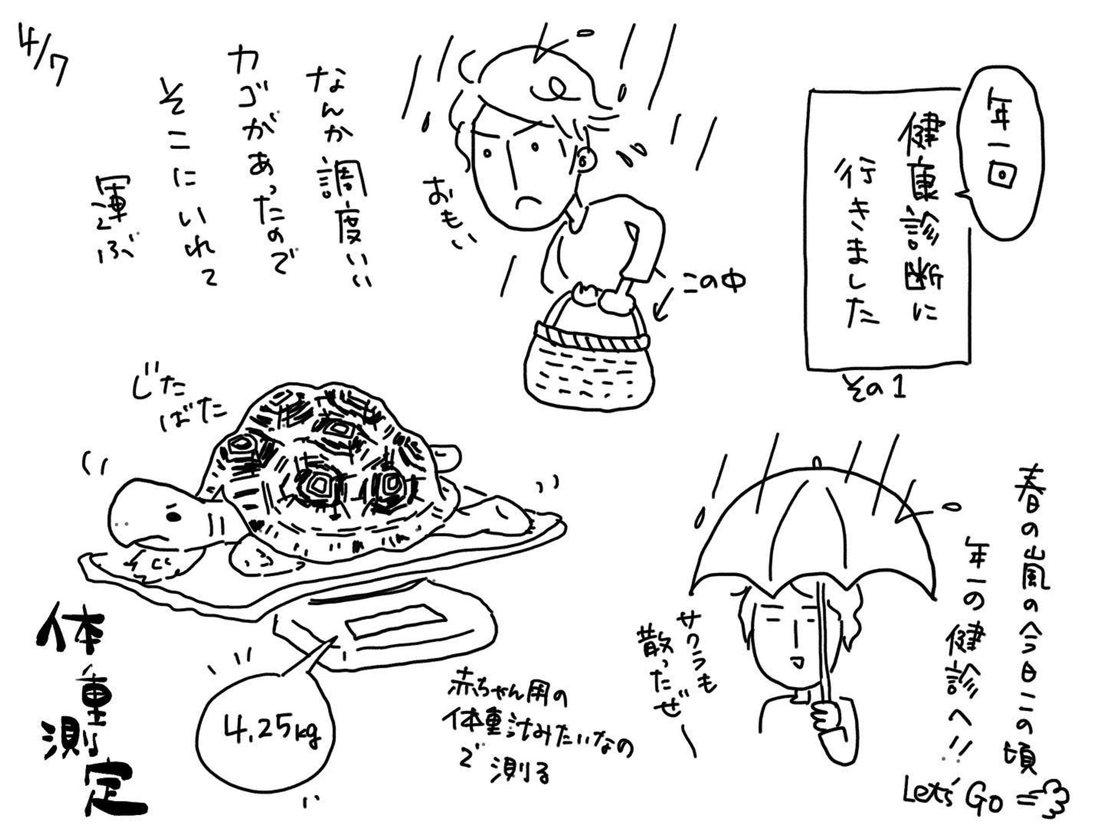 1年前は1.5キロ　からの4.25キロ！　すごい

#リクガメ
#ヒョウモンリクガメ
#健康診断
#年に一回
#かめのいる暮らし
#かめすきさんと繋がりたい 
#イラスト-1