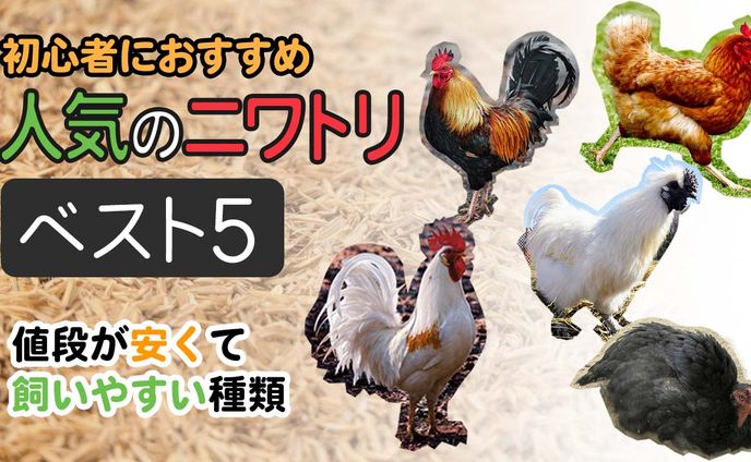 サムネ、杜仲茶エキス