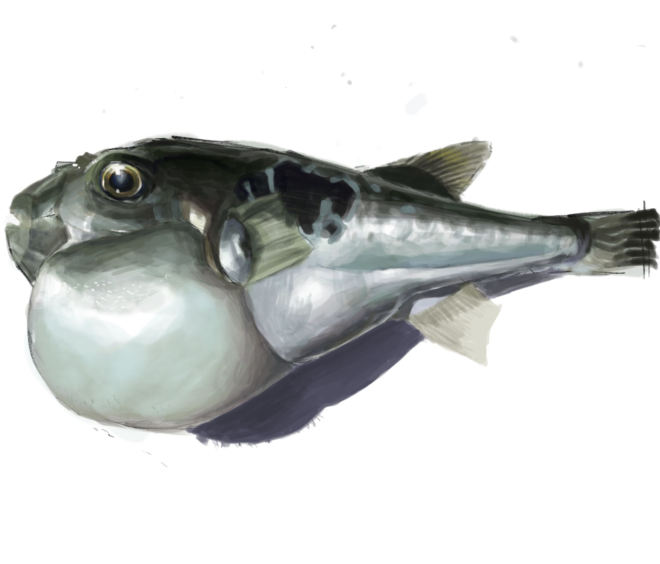 生き物-1