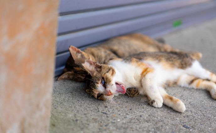 動物