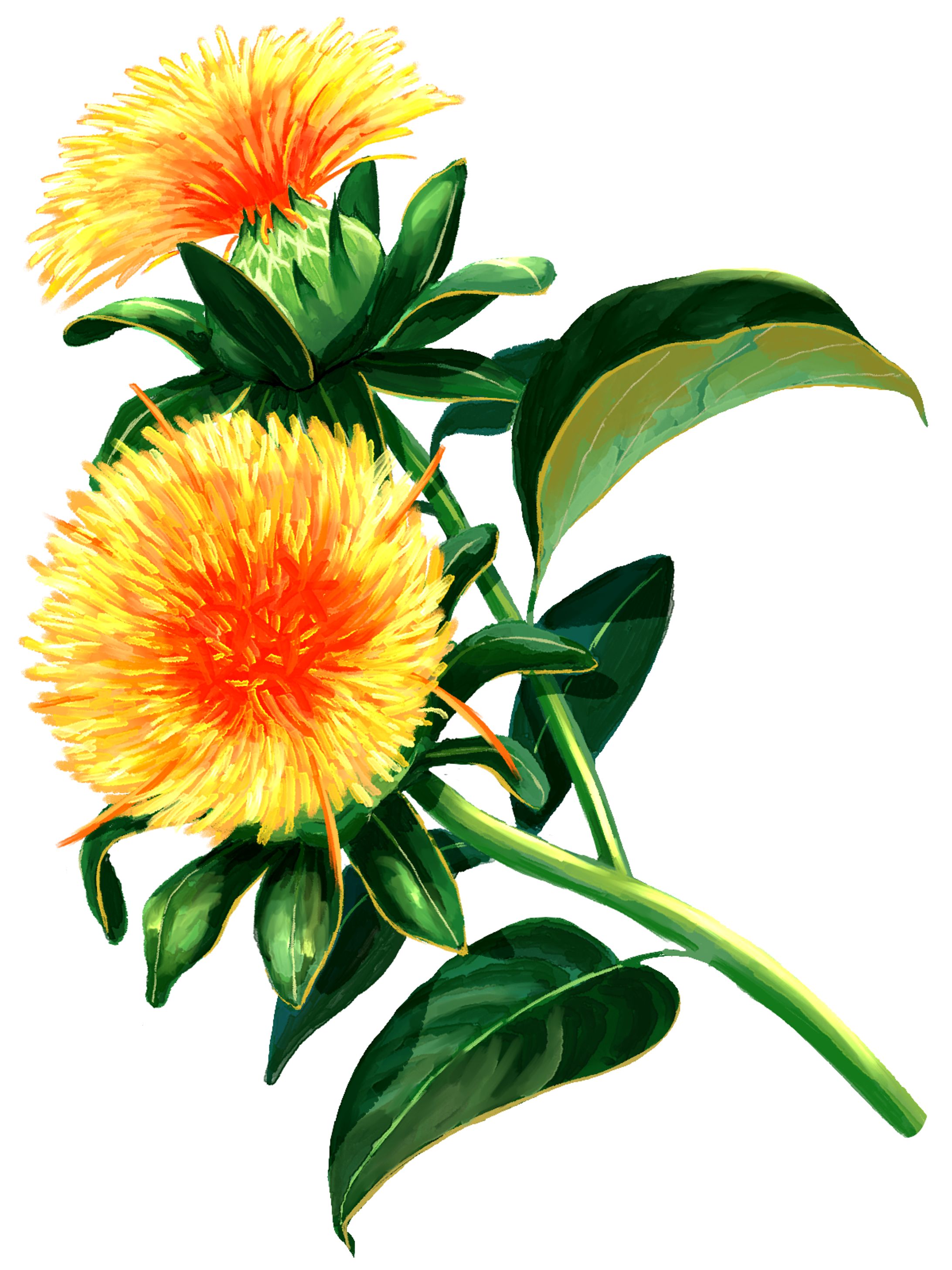 植物のイラスト-1