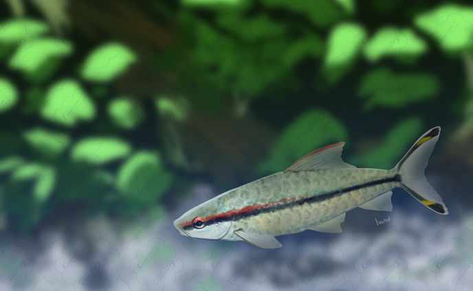 レッドライントーピードバルブ