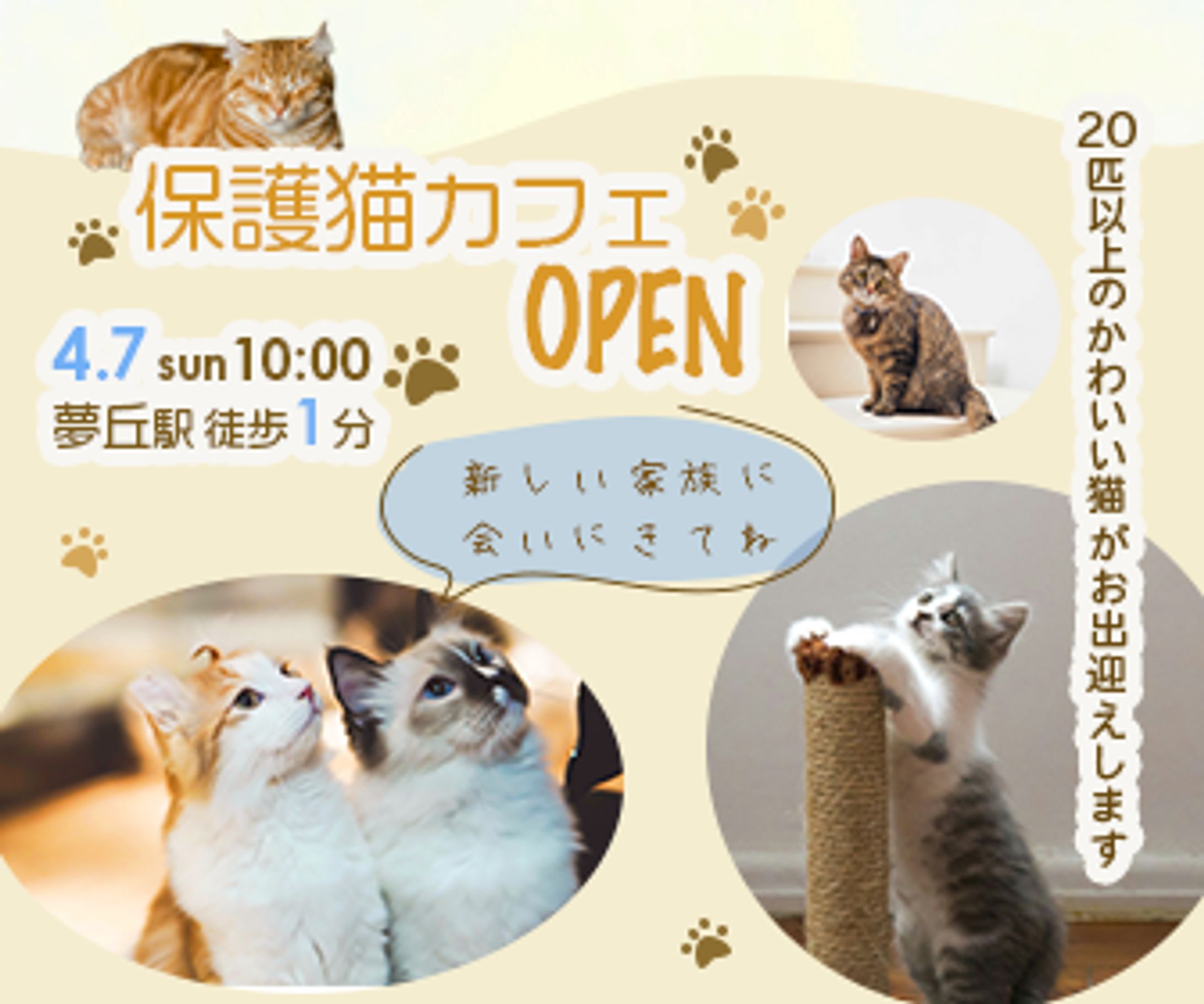 【自主制作】保護猫カフェバナー-1