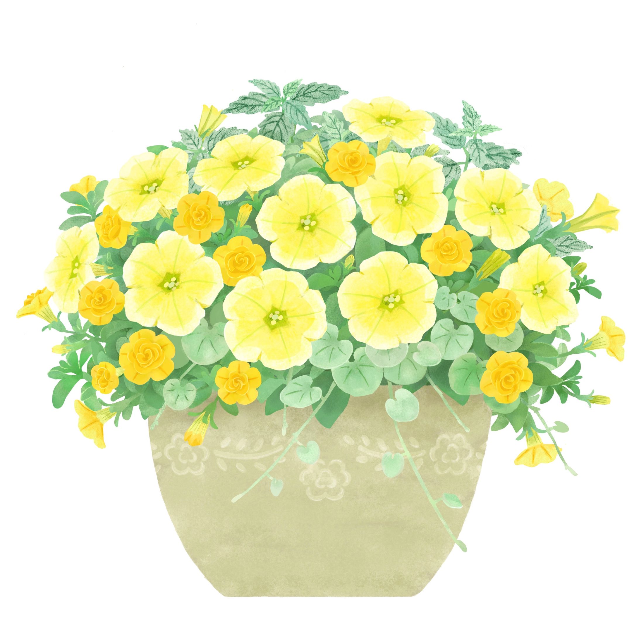 夏の黄色い寄せ植え-1