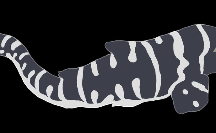 ZebraShark