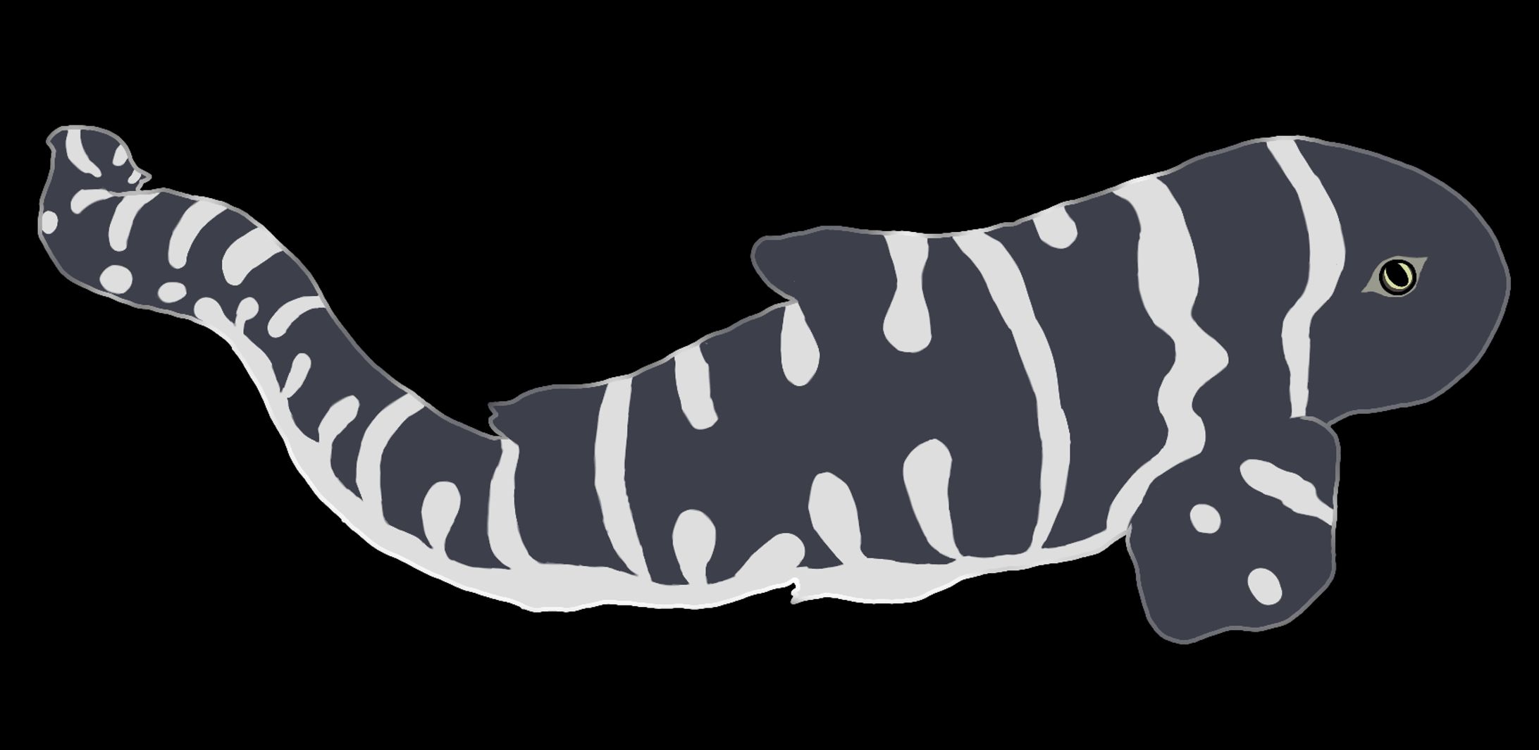 ZebraShark-1