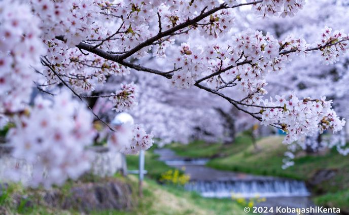 観音寺川の桜