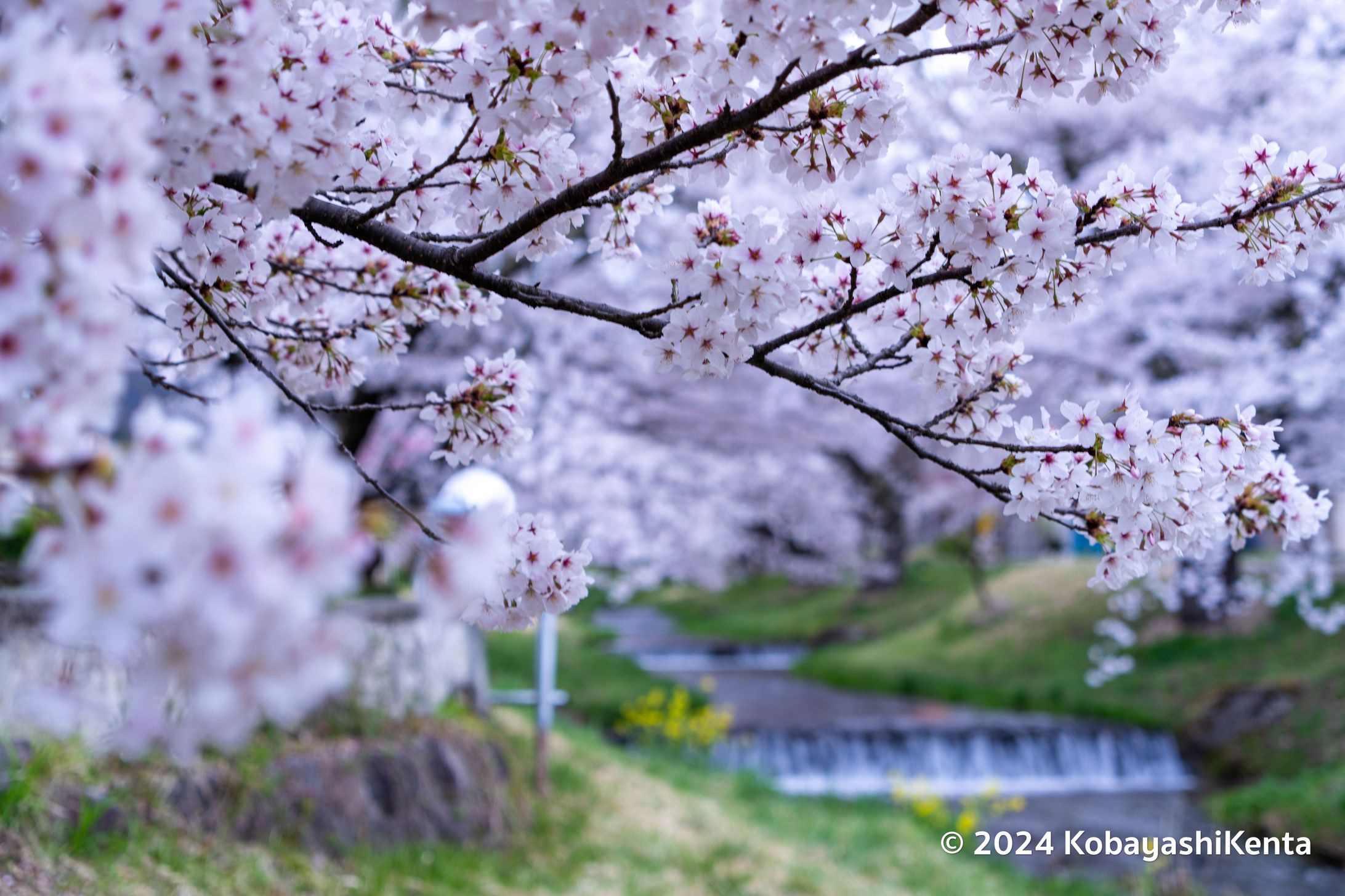 観音寺川の桜-1