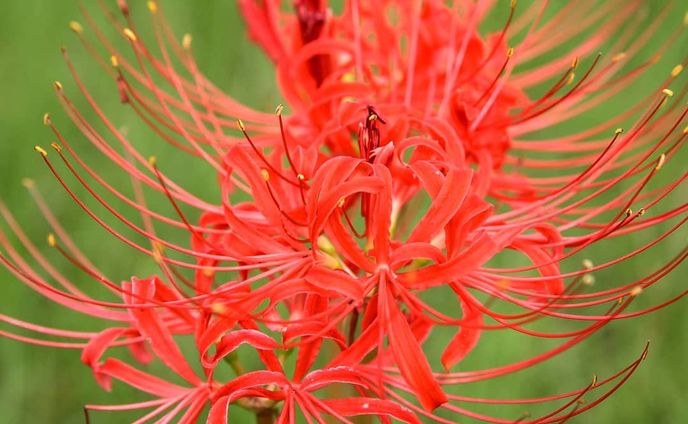 I presage flower.
#CanonEOS5D#福岡県#福岡市#早良区#室見川#室見川河畔公園 #彼岸花#ヒガンバナ#花#スナップ#photography