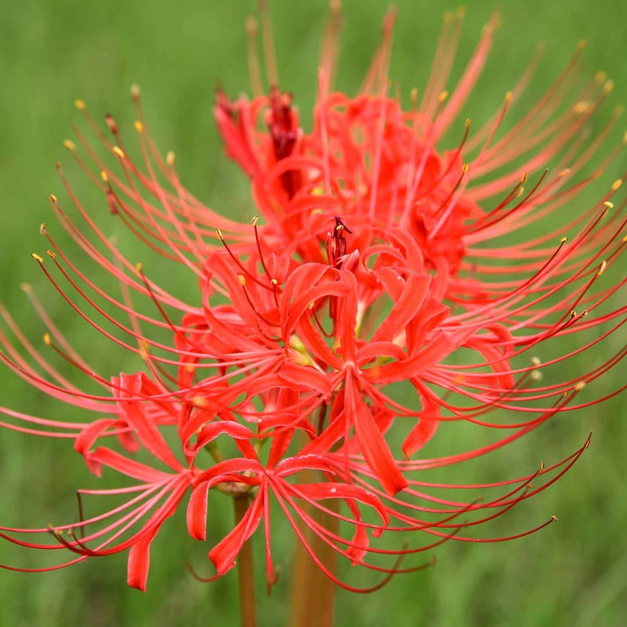 I presage flower.
#CanonEOS5D#福岡県#福岡市#早良区#室見川#室見川河畔公園 #彼岸花#ヒガンバナ#花#スナップ#photography-1