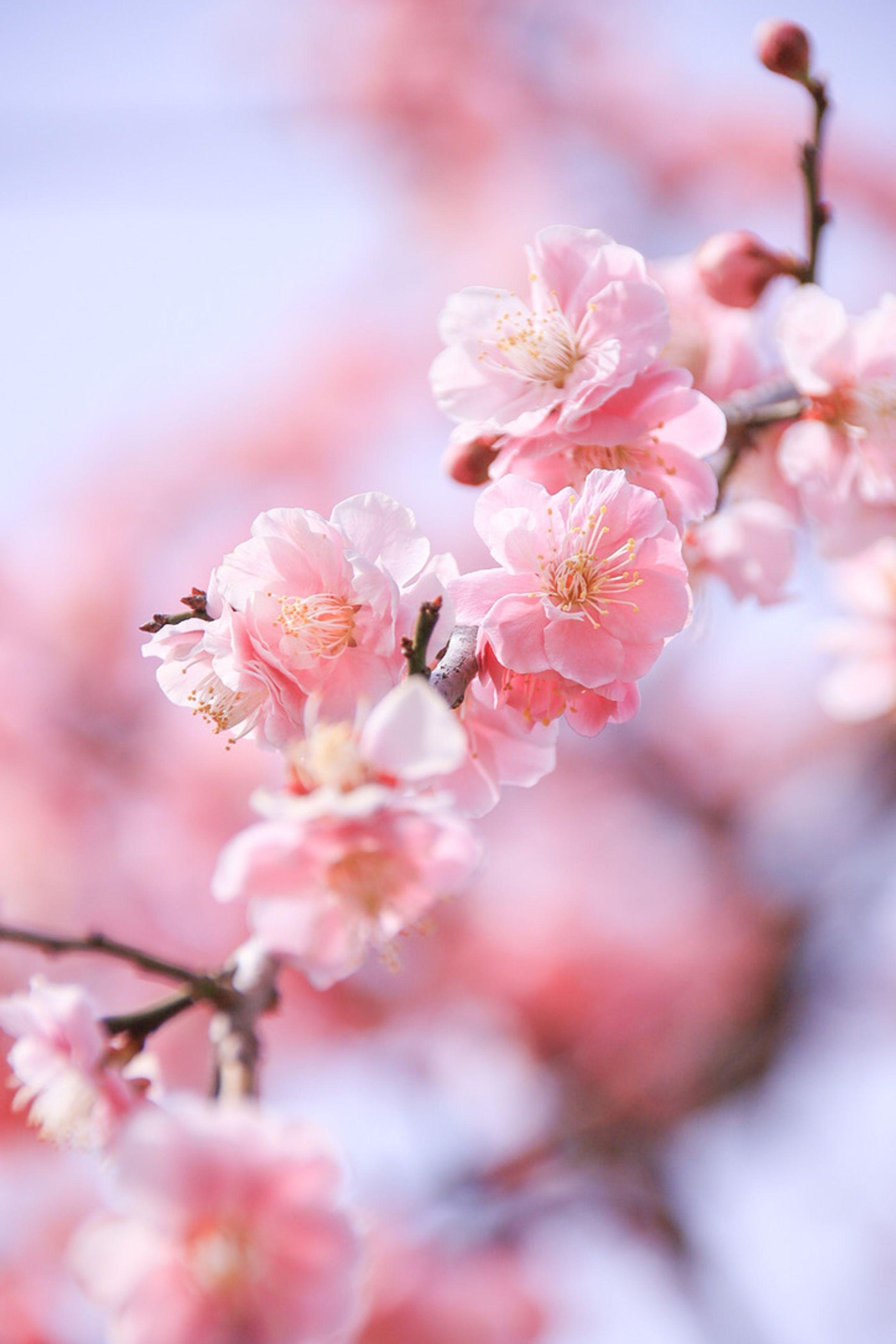 Flower-1