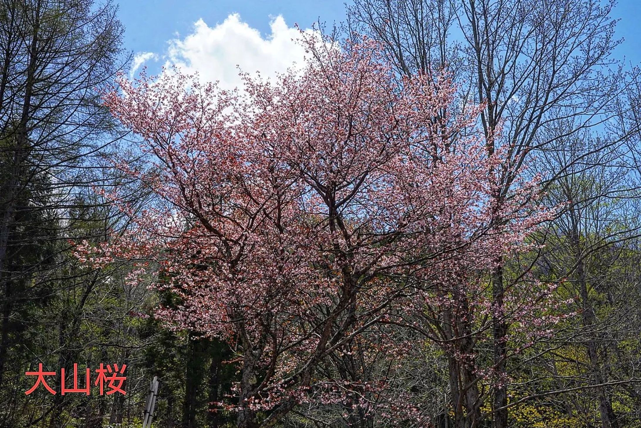 大山桜
Ô-yamazakura
Cerasus sargentii (Rehder) H.Ohba var. sargentii
2023.May

#team_jp_flower
#flowerpic #flowermagic #flowerpassion #flowerpower #flowerbeauty #gardenflowers #flowerphotography #flowerphoto #flowerlife #flowerlove #flowerloversdaily #flowerlovers #naturephotography #naturepic #nature_perfection #nature_obsession #nature_brilliance #natureshots #kokohana
#flowers_super_pics #flowers_nirvana #山野草 #flower_daily #flower_shotz #flower_igers #flower_perfection
#nb_nature_brilliance
#花フレンド-1