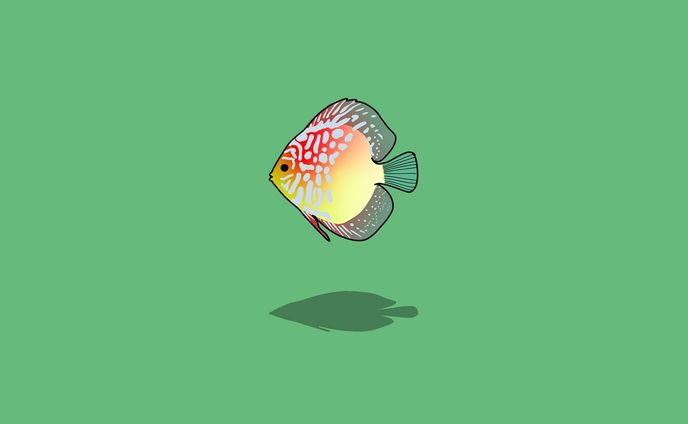 ディスカス