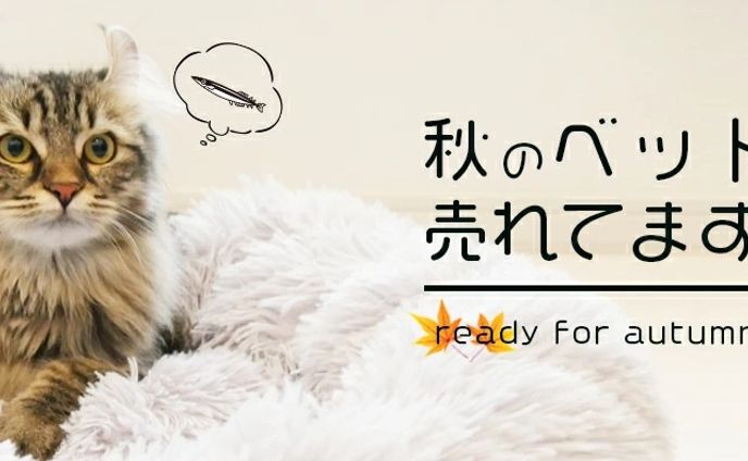 ネコちゃんが可愛いです！