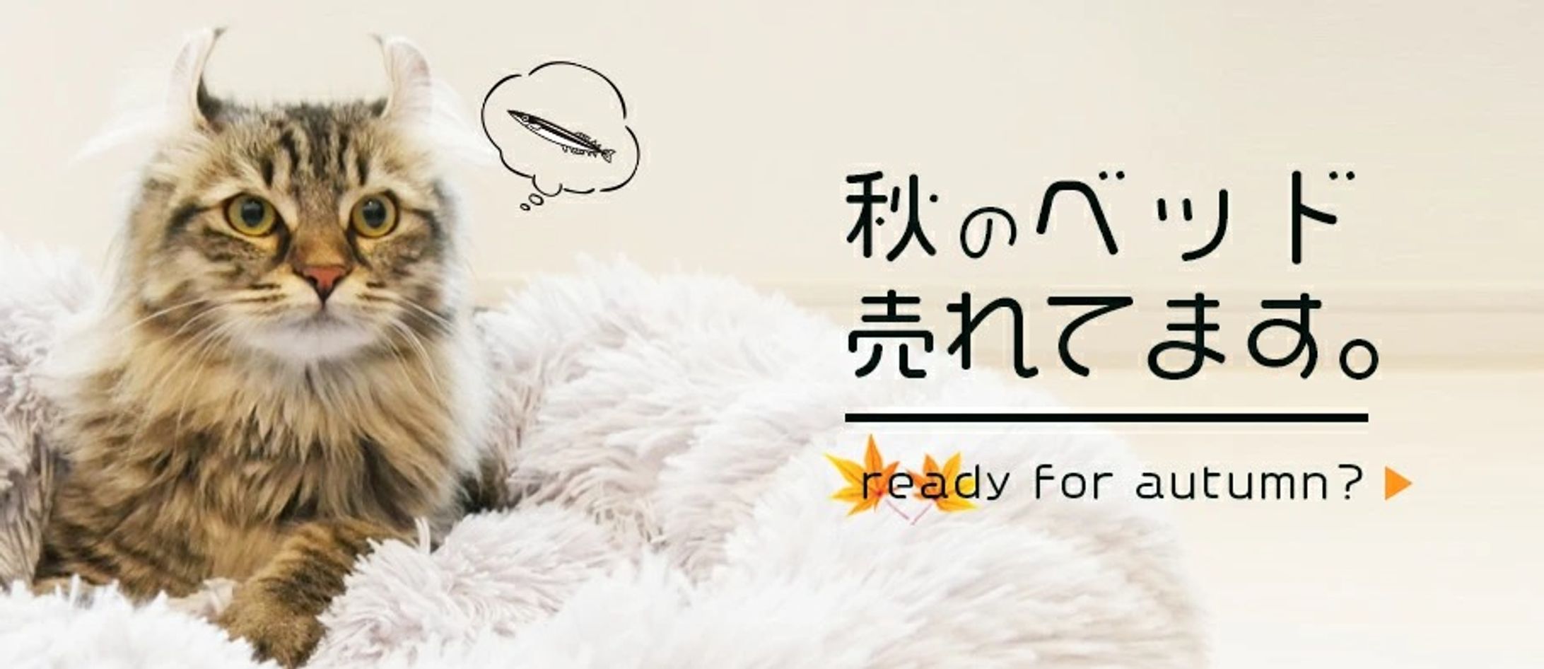 ネコちゃんが可愛いです！-1