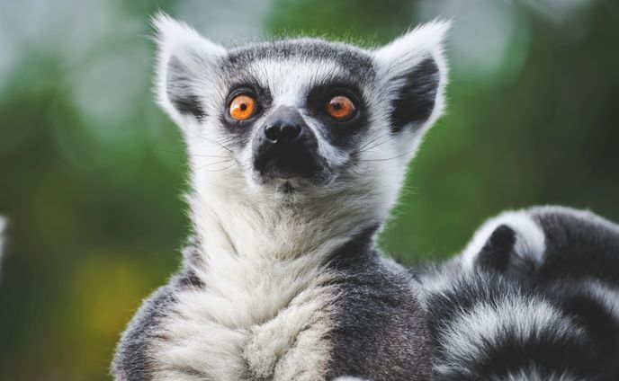 Animal