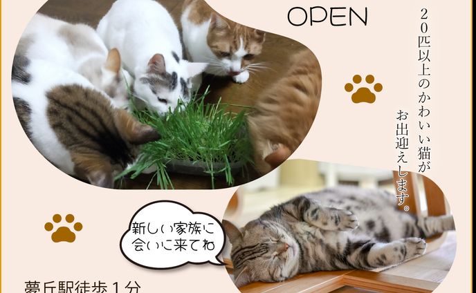 保護猫カフェ新規オープン