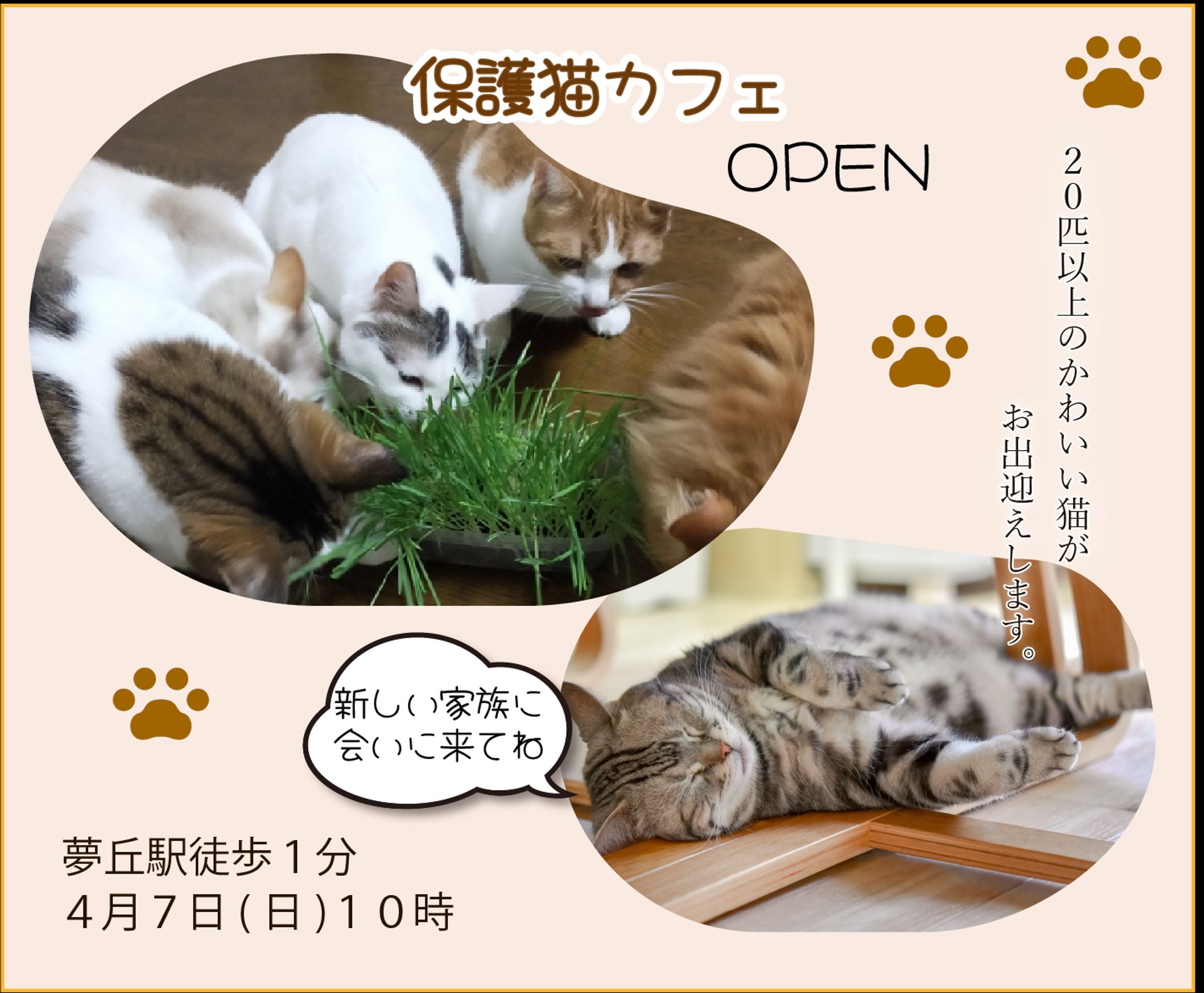 保護猫カフェ新規オープン-1
