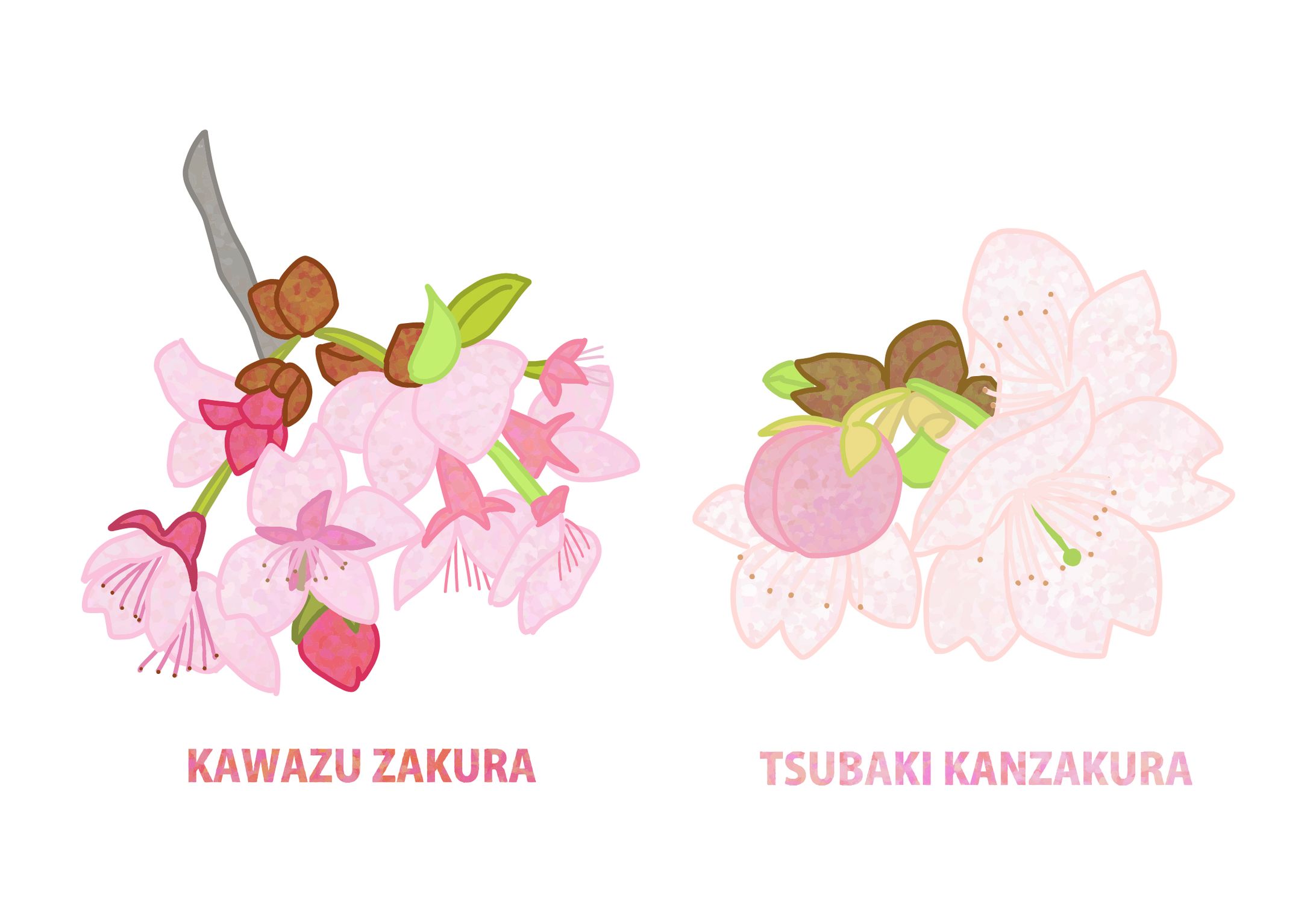 河津桜と椿寒桜-1