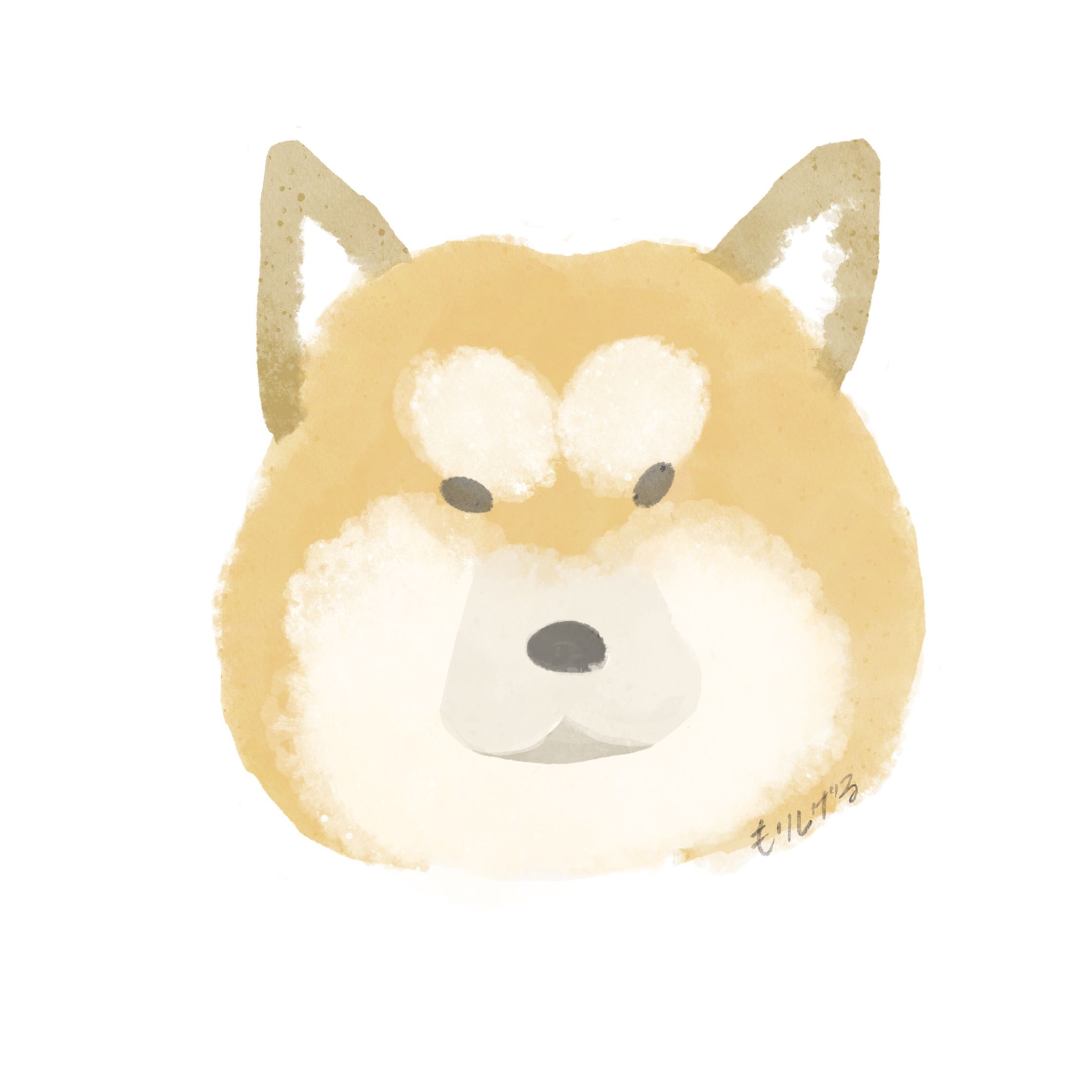 無の表情のシバ犬-1
