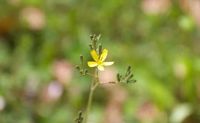 #花
#はな 
#写真
#写真好きな人と繋がりたい 
#しゃしんすきなひとと繋がりたい 
#canon 
#canoneos