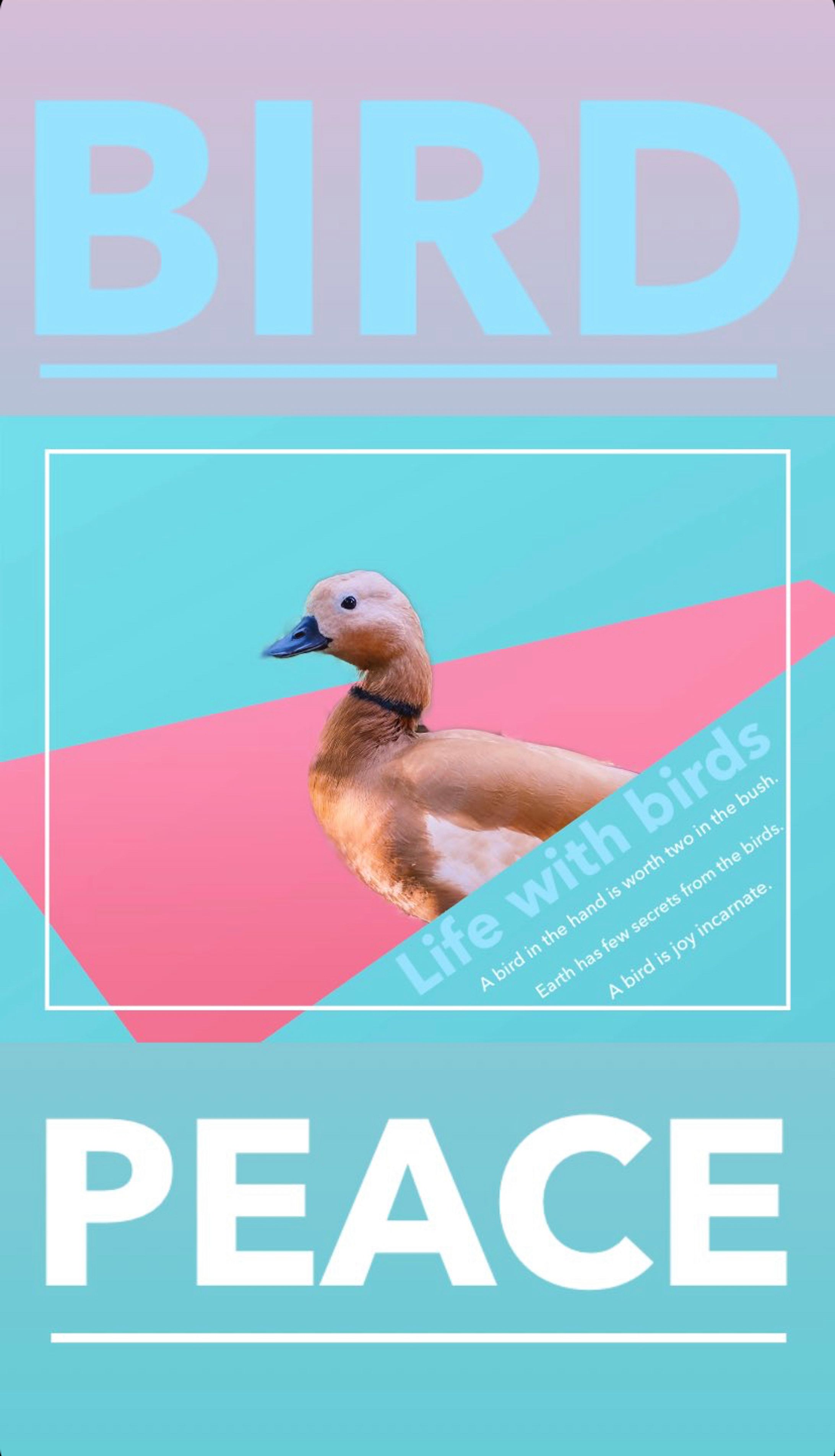 【LOVE】鳥×平和-1