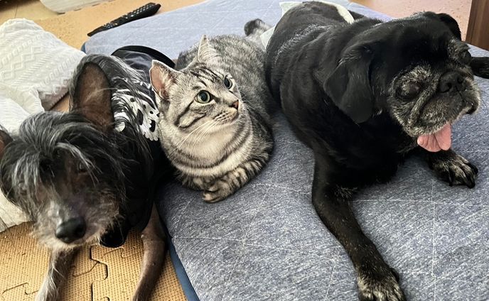 「おうちに入れて！」雨の日にやってきたオス猫　視力を失った老犬に寄り添う　2匹の姿は長年連れ添ったパートナーのよう