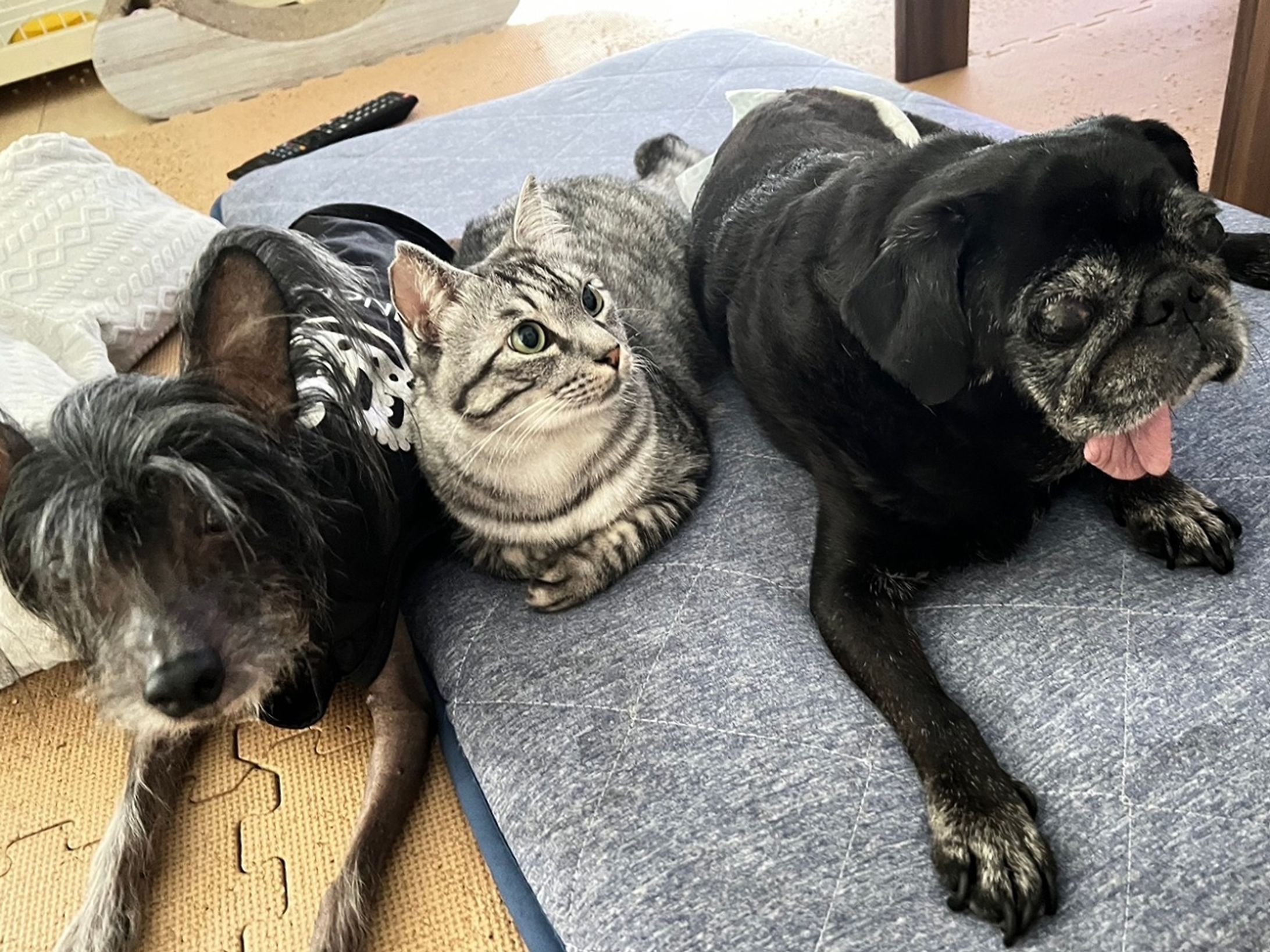 「おうちに入れて！」雨の日にやってきたオス猫　視力を失った老犬に寄り添う　2匹の姿は長年連れ添ったパートナーのよう-1