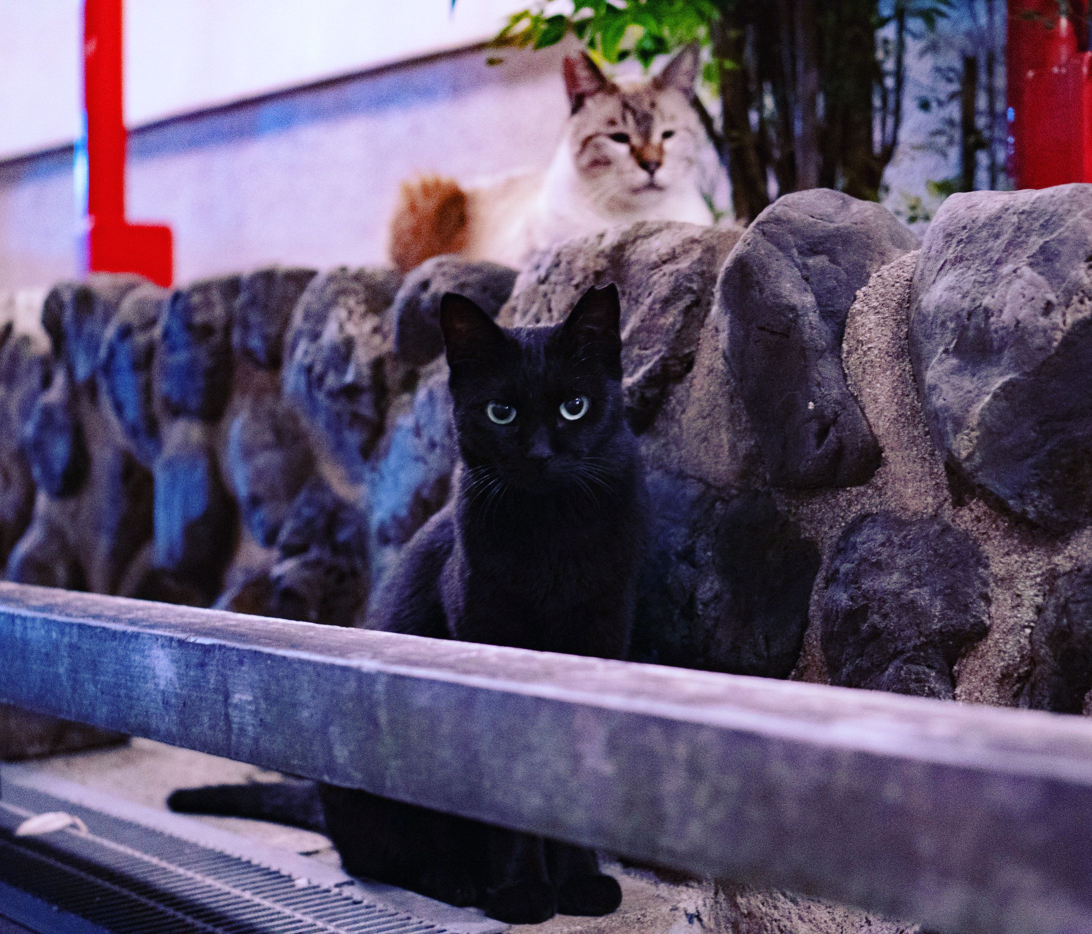 street cats-1