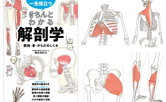 〈カバー・挿絵〉書籍「一生役立つきちんとわかる解剖学 筋肉・骨・からだのしくみ」