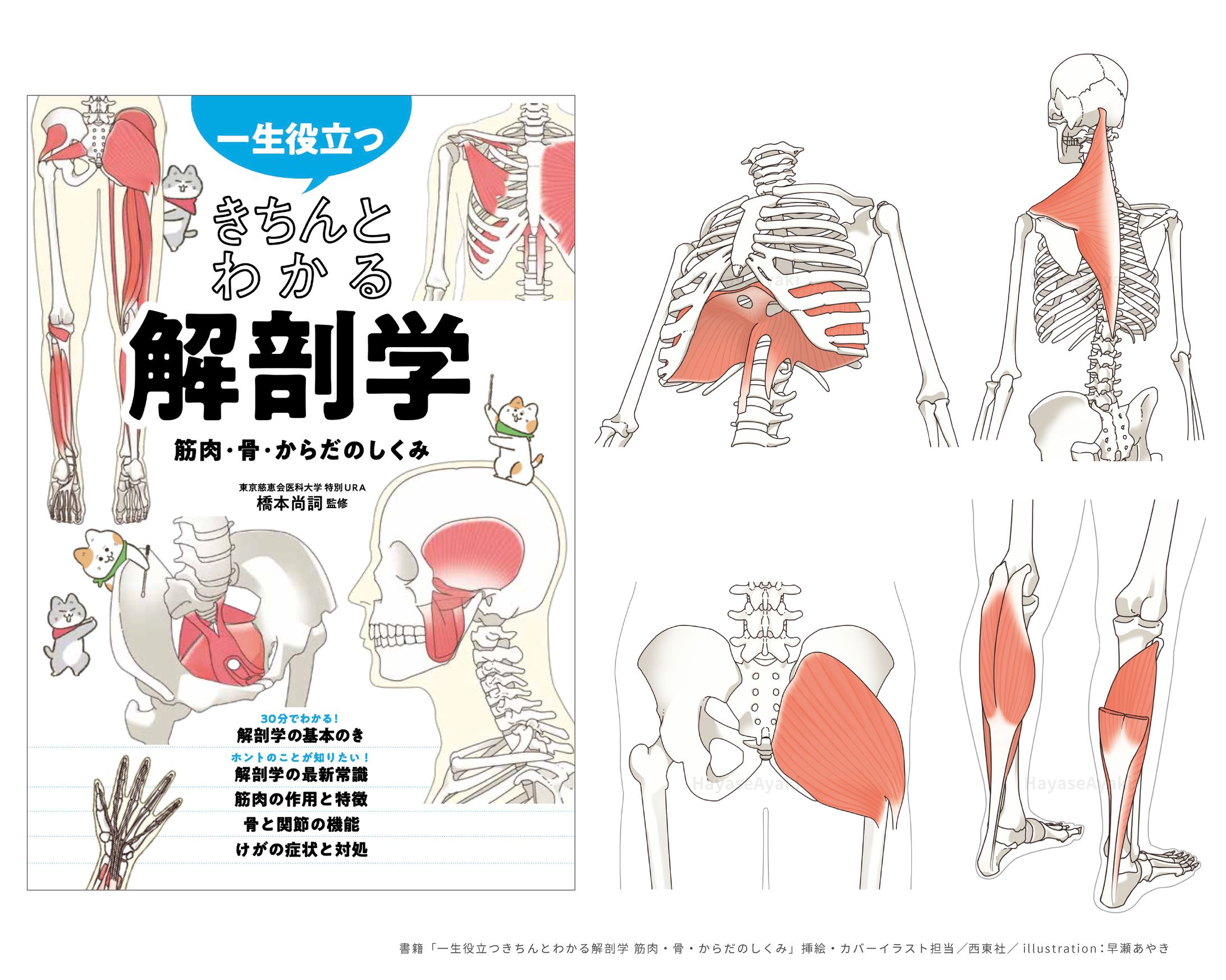 〈カバー・挿絵〉書籍「一生役立つきちんとわかる解剖学 筋肉・骨・からだのしくみ」-1