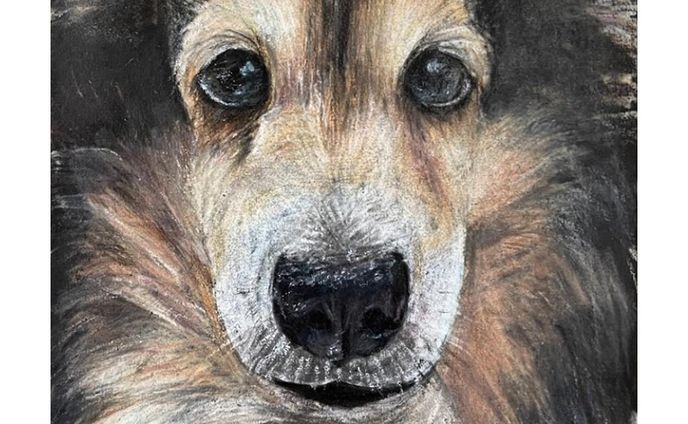 見つめ合う
／紙・色鉛筆

#shetlandsheepdog #シェットランドシープドッグ #シェルティ

#animalillustration #芸術 #アート #animal #動物 #かわいい #色鉛筆 #colorpencil #picture #cute #animalartist #animaldrawing #realist #イラスト #絵 #illust #illustration #illustrator  #draw #drawing  #art #artwork #artist #sketch  #works #Artsticker #外出自粛