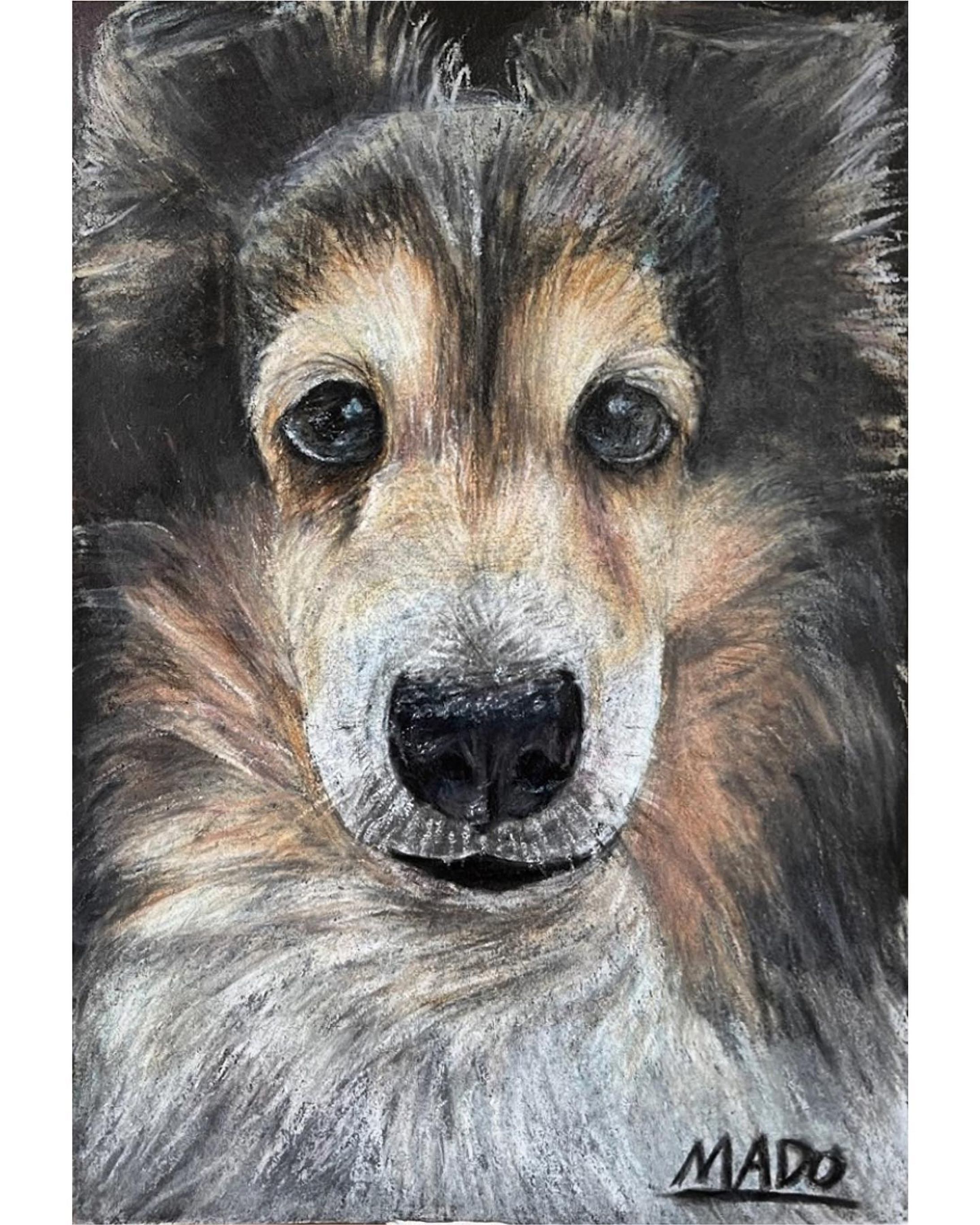 見つめ合う
／紙・色鉛筆

#shetlandsheepdog #シェットランドシープドッグ #シェルティ

#animalillustration #芸術 #アート #animal #動物 #かわいい #色鉛筆 #colorpencil #picture #cute #animalartist #animaldrawing #realist #イラスト #絵 #illust #illustration #illustrator  #draw #drawing  #art #artwork #artist #sketch  #works #Artsticker #外出自粛-1