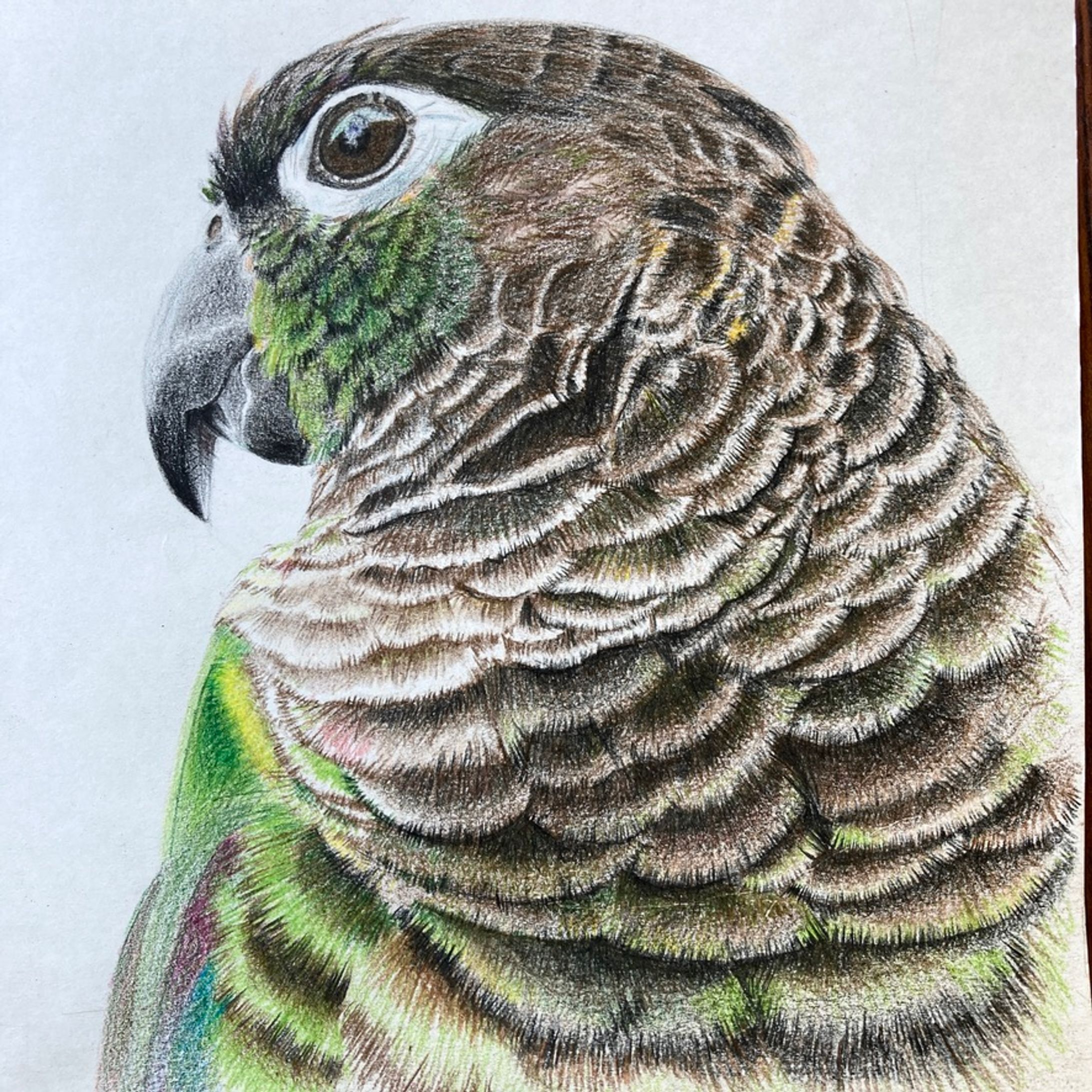 色鉛筆画ウロコインコ-1