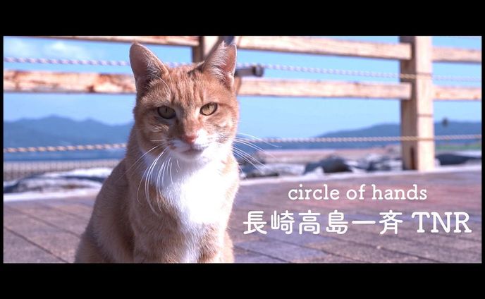 長崎県長崎市の高島で行われた一斉TNR活動を映像にしました。

プロフィール欄のチャンネルからご覧ください。
「circle of hands  長崎高島一斉TNR」

https://m.youtube.com/watch?v=6O293ergMI0

TNR活動とは、T＝TRAP(捕まえる)  N＝NEUTER(不妊手術する)  R＝RETURN(元の場所に戻す)という保護活動です。

外で暮らす猫達から望まない不幸な猫を増やさないようにして、その地域の住民と猫達が共存していけるように行っています。

このような活動は全国でボランティア活動として行われており、沢山の方々のご支援により実現しています。

この動画を通して動物愛護活動の理解を広げていただけると幸いです。

#猫
#動物愛護
#長崎高島
#シネマティックドキュメンタリー