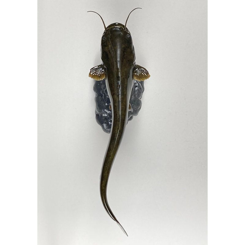 ブラジルナマズ剥製 ブラジルナマズ剥製 ブラジルナマズ剥製 ブラジルナマズ剥製 【公式通販】