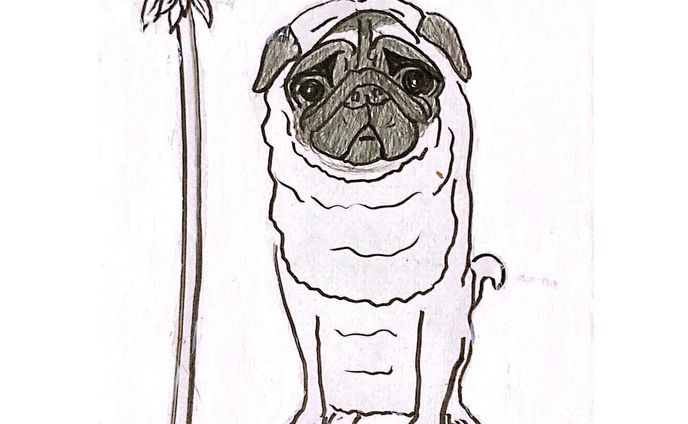 pug dog(2022) パグ犬